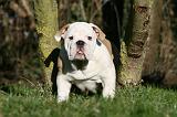 BULLDOG ANGLAIS 092